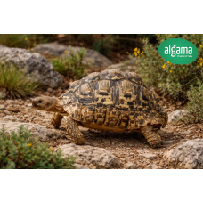Tortuga Leopardo - Stigmochelys pardalis (Juveniles)